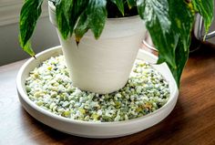 a potted plant sitting on top of a wooden table next to a white plate