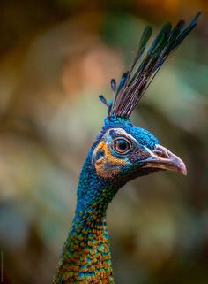 a close up of a peacock with feathers on its head