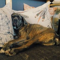 a large brown dog laying on top of a bed