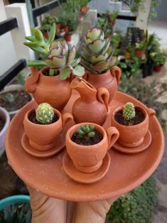 a person holding a tray with small potted plants on it in front of other pots