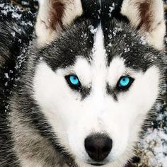 a husky dog with blue eyes standing in the snow