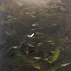 a blurry photo of a white bird flying in the air with trees behind it