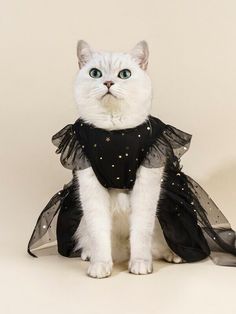 a white cat wearing a black dress with stars on it