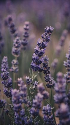 lavender flowers are blooming in the field