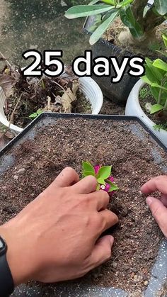 two hands are holding a small plant in the dirt, and another hand is reaching for it