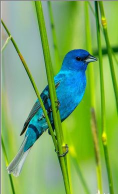 a blue bird sitting on top of a green plant