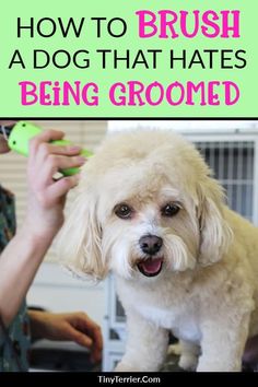 a white dog getting its hair brushed by a person with a green comb and brush