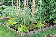 an assortment of vegetables growing in raised garden beds with bamboo poles sticking out of them