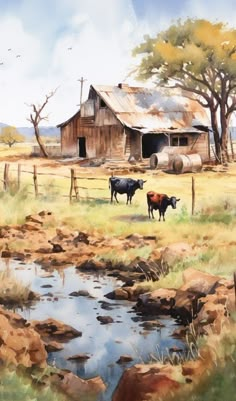 two cows are standing in the grass near a barn and water hole, while another cow is looking at the camera