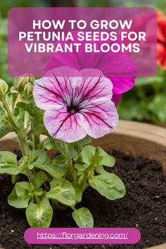 purple petunia flowers in a pot with text overlay how to grow petunia seeds for vibrant blooms