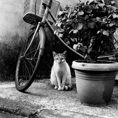 a cat sitting next to a bicycle near a potted plant