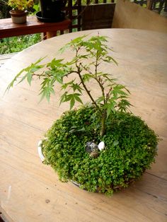 a potted plant sitting on top of a wooden table covered in green leaves and grass