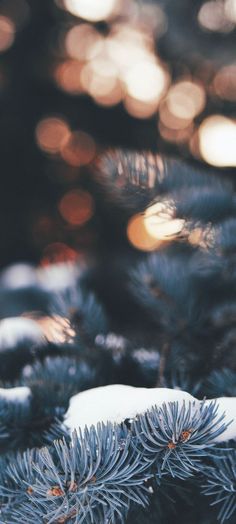 the branches of a pine tree are covered in snow and light from the sun shining on them