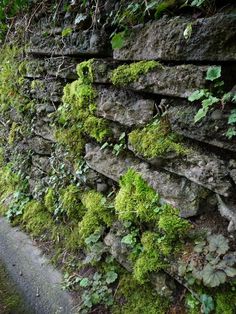 moss growing on the side of a stone wall