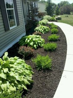 some plants are growing on the side of a house and there is no grass in front