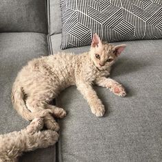 a cat that is laying down on a couch