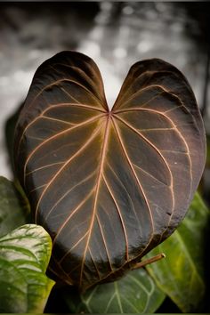 a heart shaped plant with green leaves in the foreground