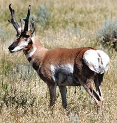 an antelope is standing in the tall grass