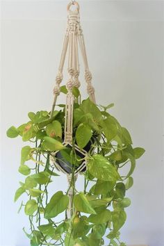 a potted plant hanging from a rope