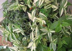 a plant with white and green leaves in a pot on the ground next to a building