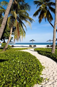 the path to the beach is lined with palm trees