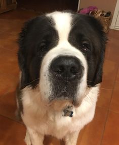 a large black and white dog sitting on top of a tile floor next to a door