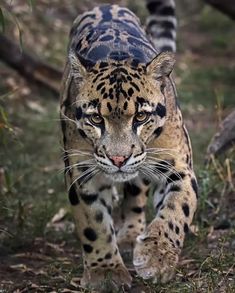 a large leopard walking across a lush green field