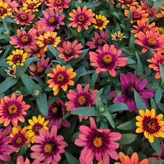 many different colored flowers with green leaves