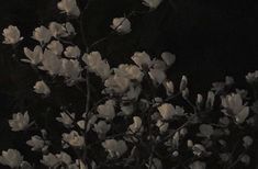 white flowers are blooming in the dark