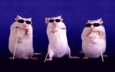 three mice wearing sunglasses and holding sticks in front of their eyes, with one rat on the other side