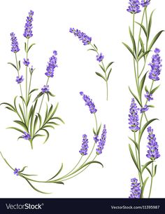 lavender flowers on a white background royalty - free stock photo, images and illustrations in adobe