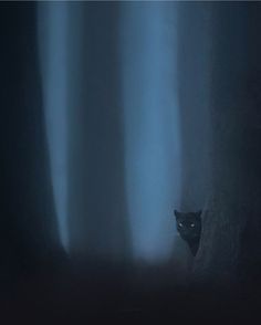 a black cat peeking out from the dark woods