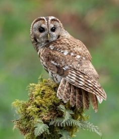 an owl sitting on top of a moss covered tree branch with eyes wide open and looking at the camera