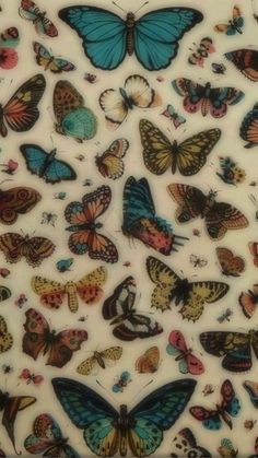 a bunch of butterflies on a white background