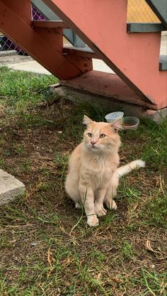 an orange and white cat sitting on the ground next to a stair case with a bowl on it's head