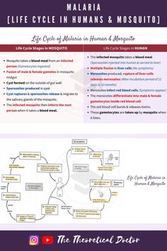 Explanation on the life cycle of malaria in humans and mosquito. Life Cycle Of Malarial Parasite, Life Cycle Of Malaria, Malaria Disease, Bacteria Types, Mosquito Life Cycle, Bio Notes, Microbiology Lab, Nurse Study, Nurse Study Notes