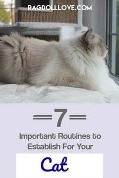 a cat laying on top of a bed with the words 7 important routinies to establishment for your ragdol cat