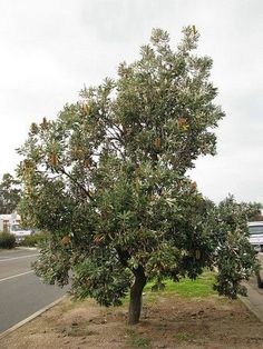 an orange tree with lots of fruit growing on it