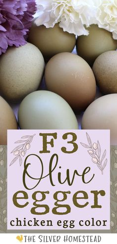 a mix of sage, green, moss, speckled olive, teal, chocolate brown and drab colored eggs with purple flowers and text that reads F3 Olive Egger chicken egg colors