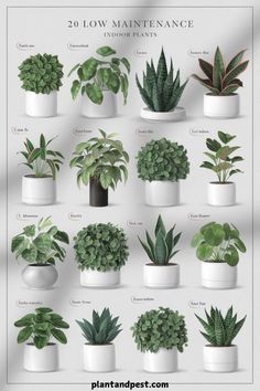 an image of different types of plants in white pots on the wall with text overlay that reads 20 low maintenance indoor plants