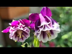 two purple and white flowers with green stems