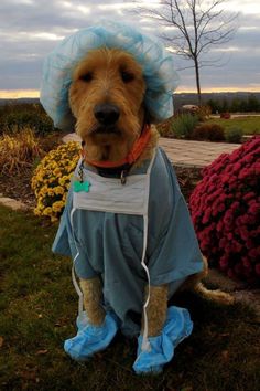 a dog wearing a blue dress and hat sitting on the grass in front of flowers