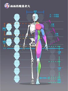 an image of a human body with muscles labeled in english and chinese characters on it