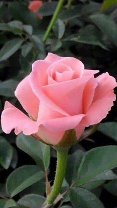 a pink rose with green leaves in the background