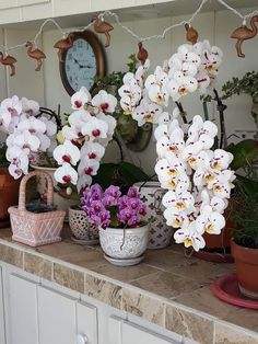 some white and purple orchids are on a counter with a clock in the background