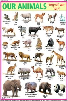 an animal poster with different types of animals