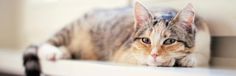 a cat laying on top of a window sill next to a radiator