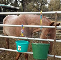 a brown horse standing next to a green bucket on top of a metal fence with two blue buckets hanging from it's sides