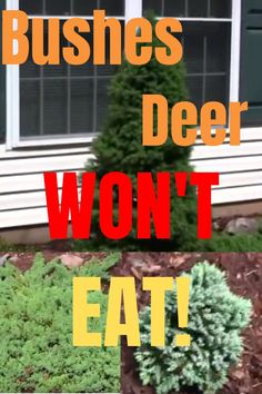 there is a sign that says business deer won't eat in front of a house