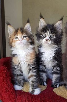 three small kittens sitting on top of a red blanket next to each other and looking at the camera